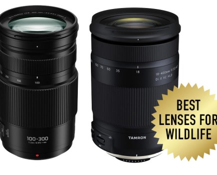 Best Lenses for Wildlife Round Up Image