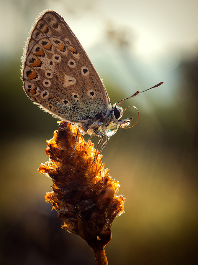 butterfly sat on a plant The best wildlife photographers, such as Geraint Radford, would never resort to bait, or forcing their subject to stay still