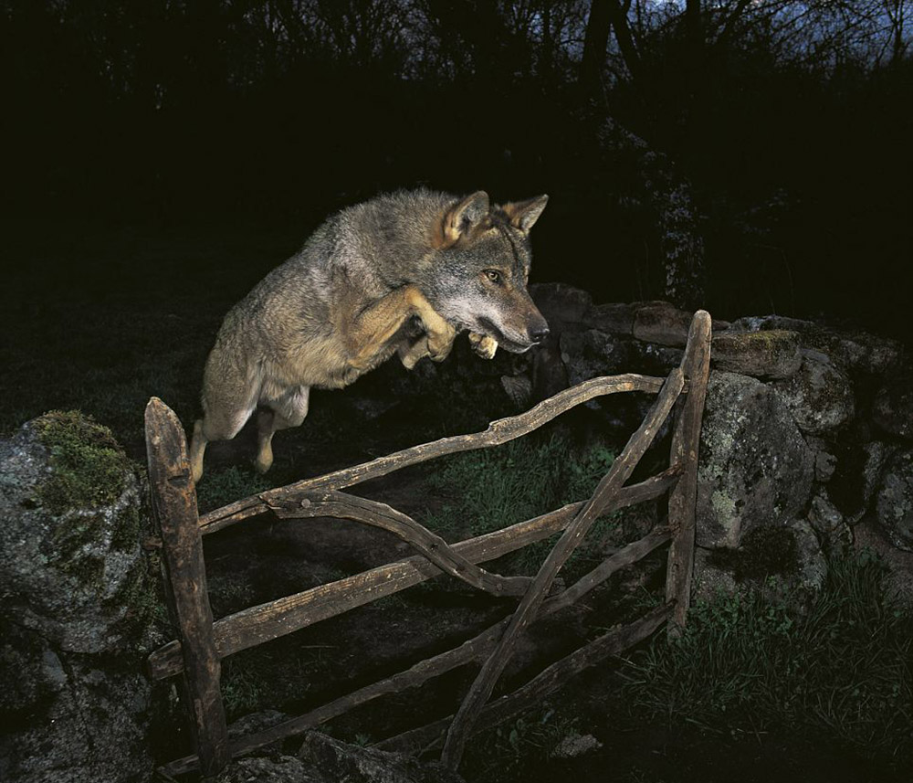  Fox for hire – this image looked too good to be true, and it was. Rightfully booted out of the WPOTY contest back in 2010 jumping wolf example of back ethical wildlife photography