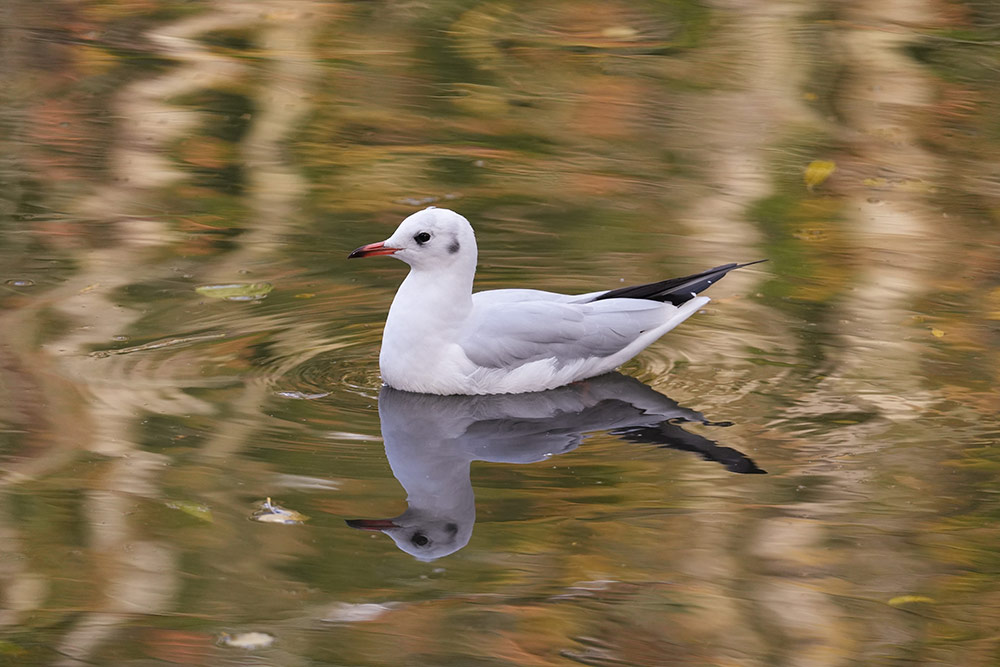 Sony A7 IV review sample image: bird photography