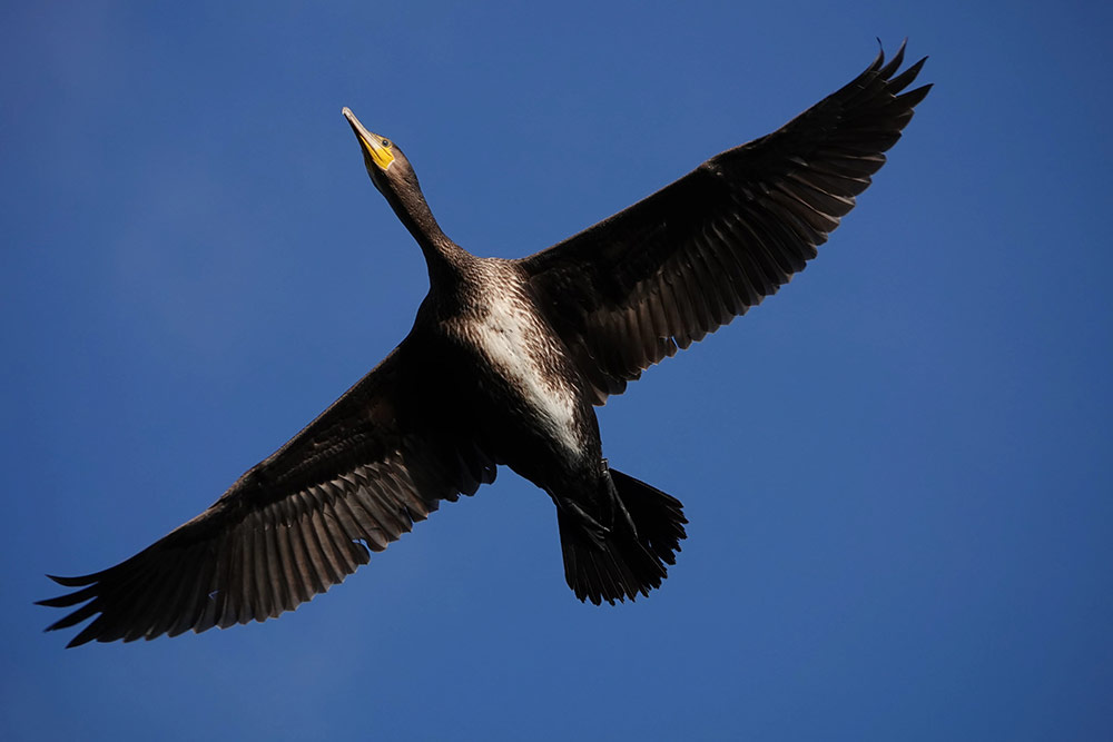 Sony RX10 IV review sample image of bird in flight photography. by Andy Westlake