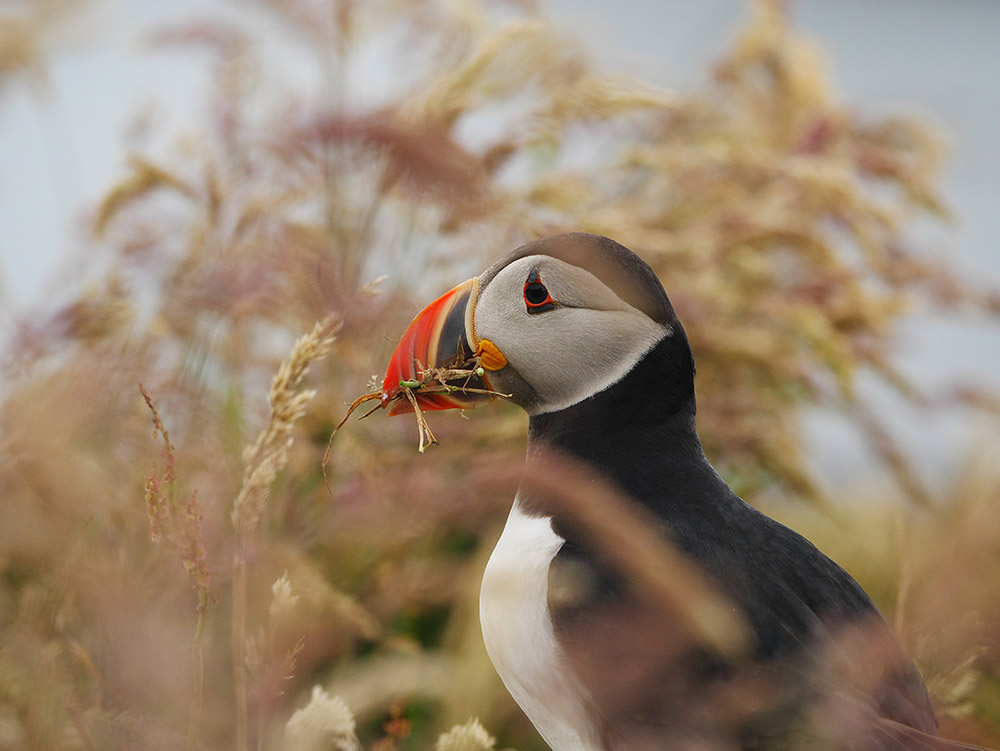 wildlife competition entry puffin