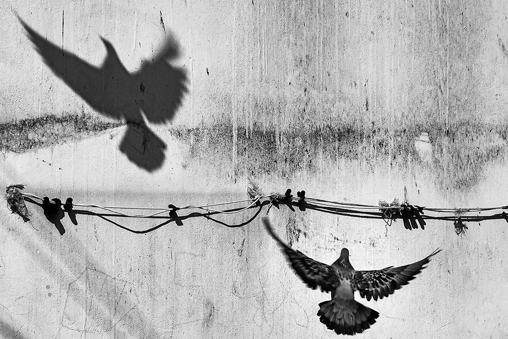 a pigeon flies towards a street concrete wall casting a large shadow, street wildlife best photos