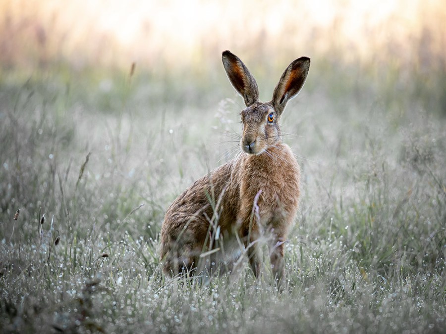 Steve Banner shortlist natural world apoy 2021 of a hare