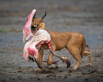 Nature Photographer Winning Image by Dennis Stogsdill for Nature TTL competition - image shows a caracal cat with a dead, bloody flamingo in its mouth