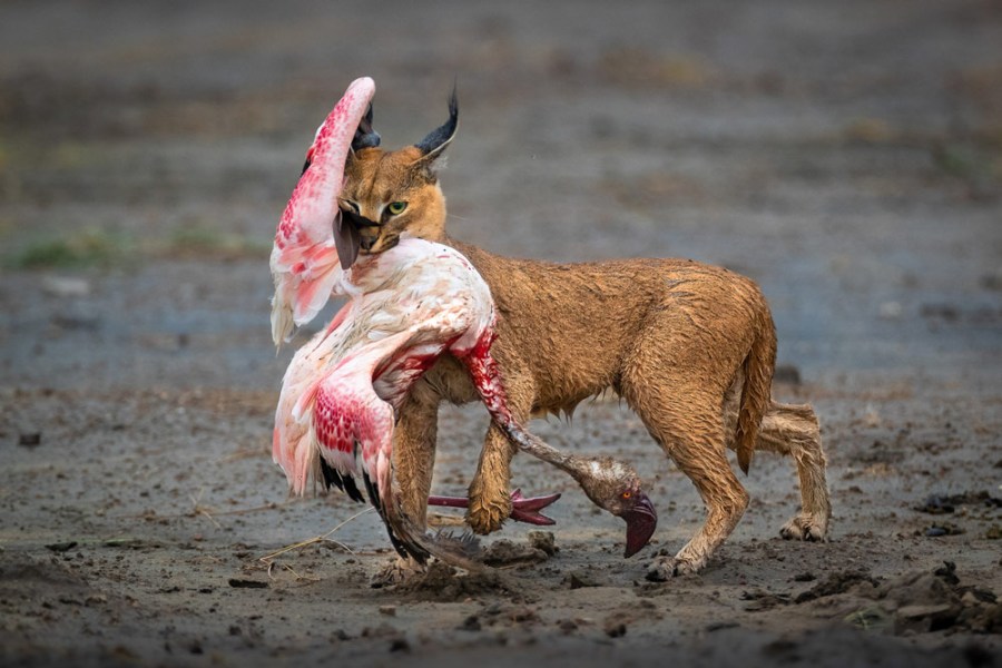 Nature Photographer Winning Image by Dennis Stogsdill for Nature TTL competition - image shows a caracal cat with a dead, bloody flamingo in its mouth
