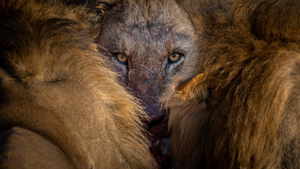 © "I See You" Tomasz Szpila / Nature TTL - Nature Through The Lens Photographer of the Year entry