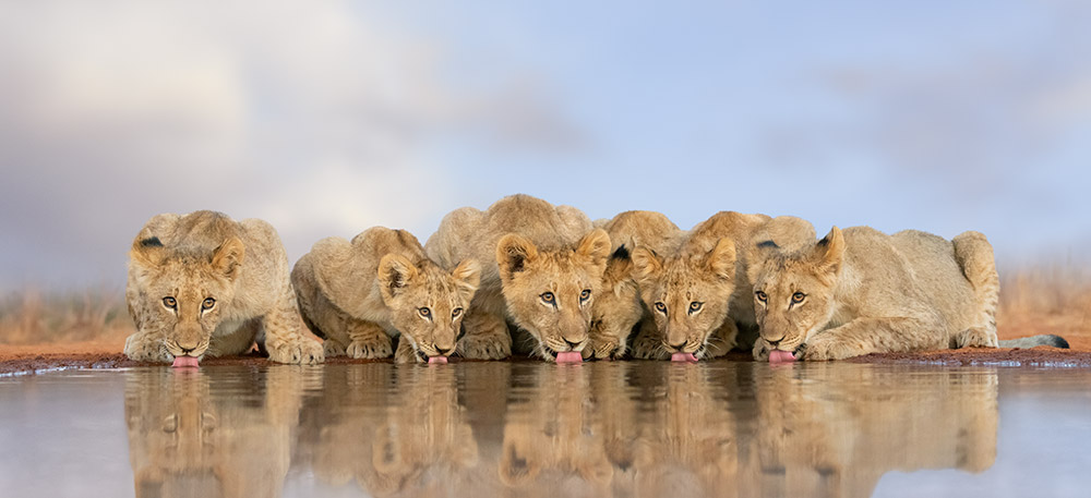 Lion cubs drinking, Greater Kruger National Park, South Africa Nikon D850, AF-S VR 70-200mm f/2.8 lens, 1/320sec at f/5.6, ISO 3200. Image: Marsel van Oosten low angles wildlife