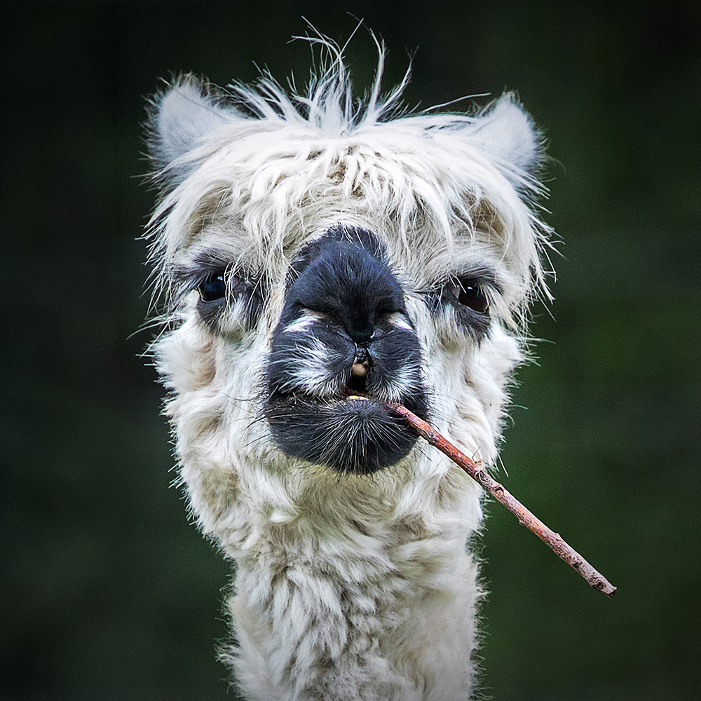 Comedy Pet Photo Awards, All Other Creatures Category winner: 'Smokin' Alpaca' © Stefan Brusius / Animal Friends Comedy Pets 