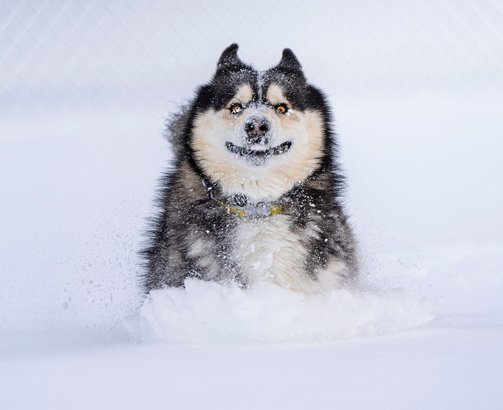 Comedy Pet Photo Awards, People's Choice Award winner: 'Dashing through the snow' © Marko Jovanovic / Animal Friends Comedy Pets 