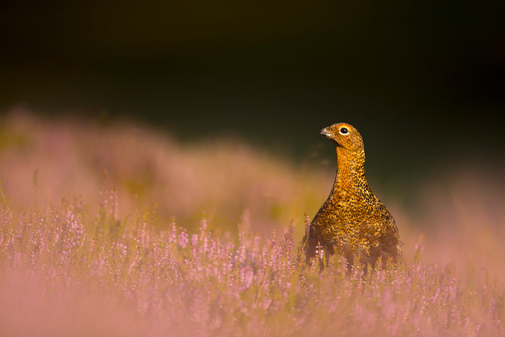 red grouse in evening light