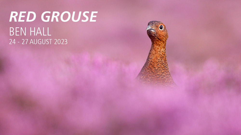 red grouse photography holiday graphic