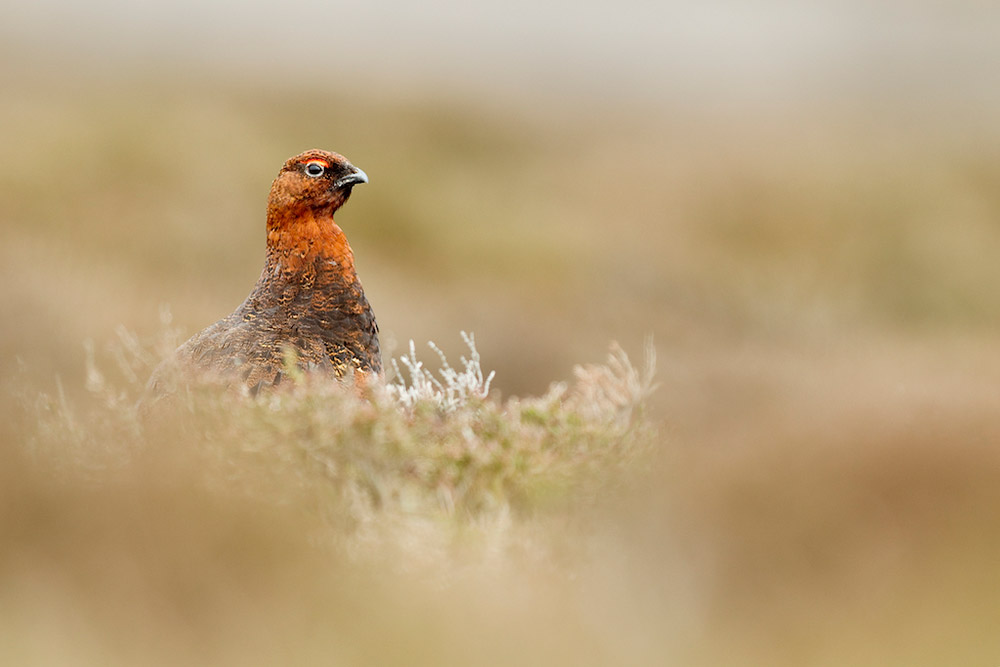 red grouse portrait