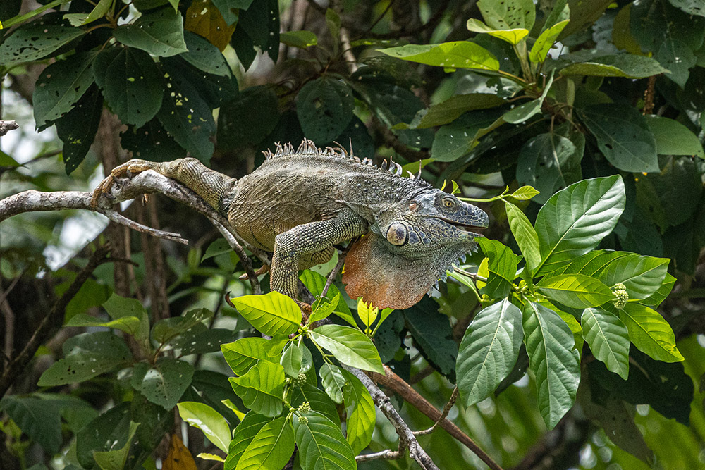 Iguana alimentándose de hojas altas, fotografiada por William Malcolm 1/3200 sf/11, ISO 3200