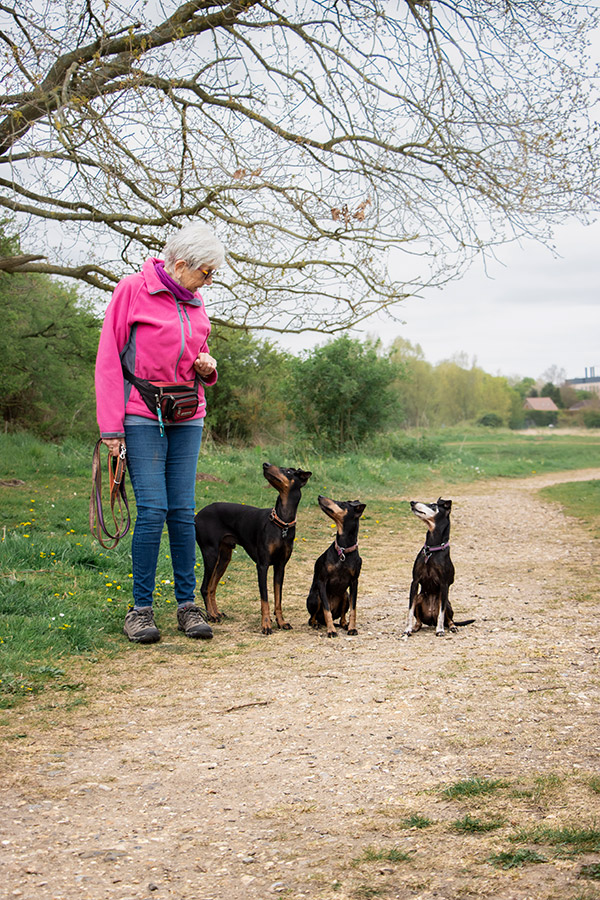 Carol and Manchester Terriers. “I like to teach them things and there is nothing like that light bulb moment when they get it. I love it when they all come to snuggle with me on the sofa and I like watching them play and have fun‚" - Carol. Image: Charlotte Hutchins