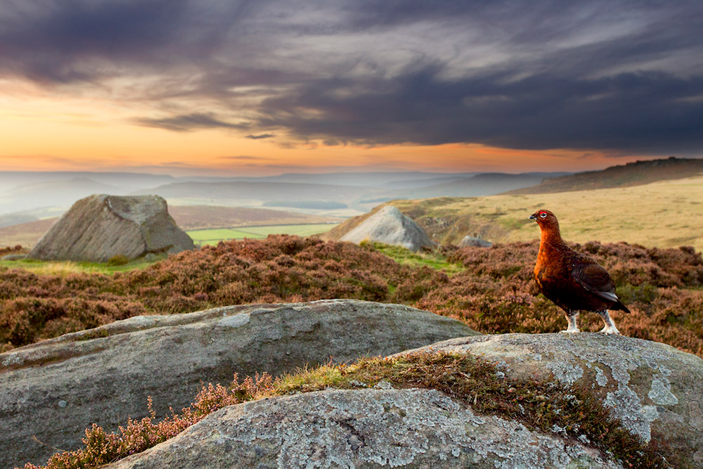 red grouse in moorland landscape