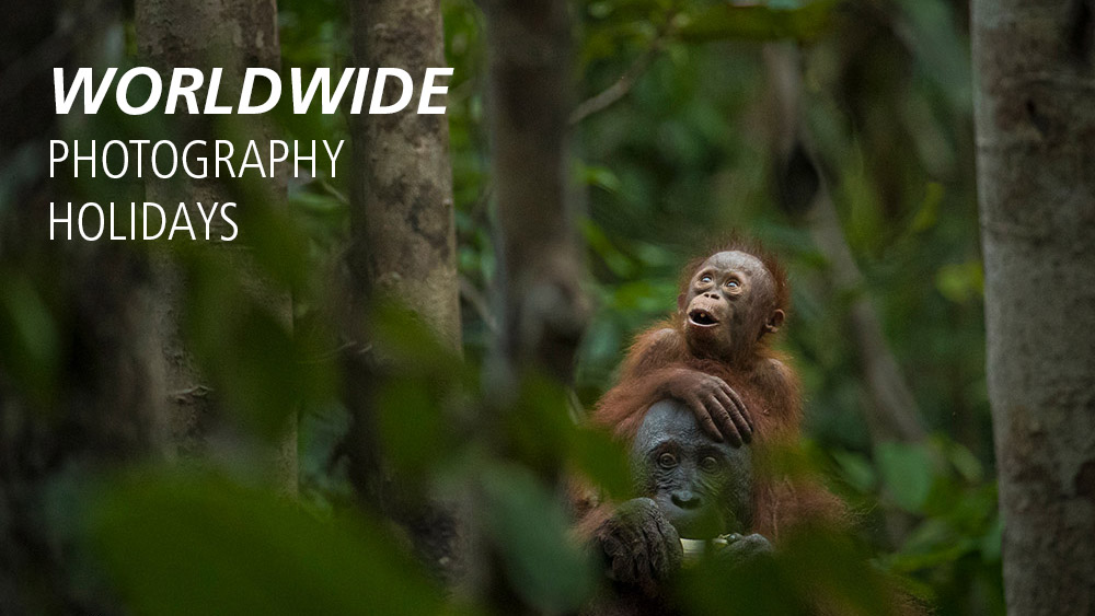 worldwide photography holidays orangutan forest graphic