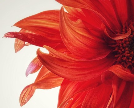 close up of a red dahlia flower taken using an iphone 13