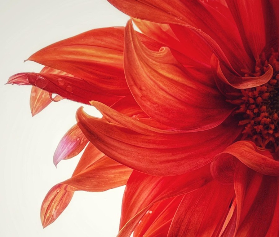 close up of a red dahlia flower taken using an iphone 13