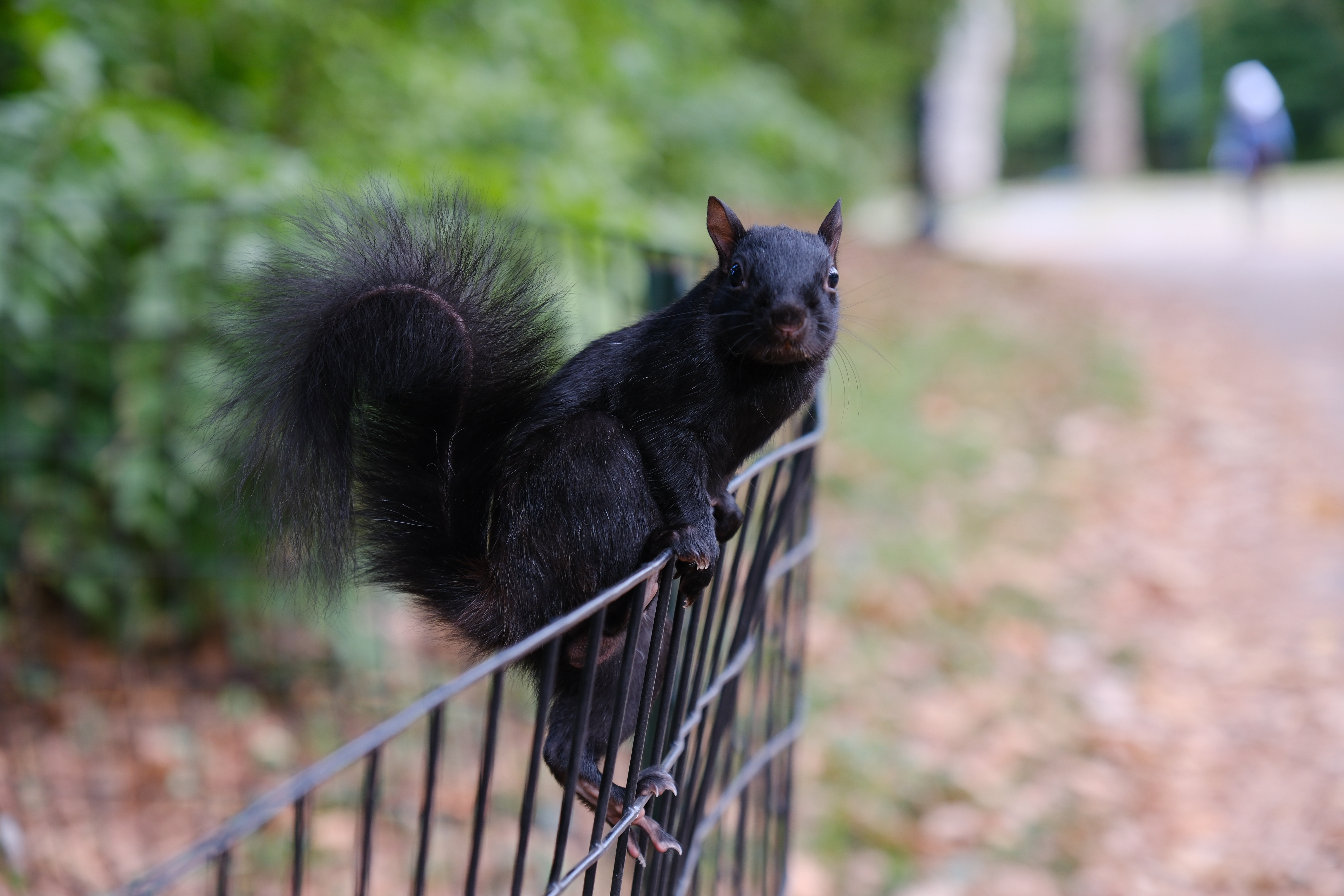 Black squirrel, 1/120s, f/3.2, ISO250, 55mm, +0.3EV, Photo: Joshua Waller