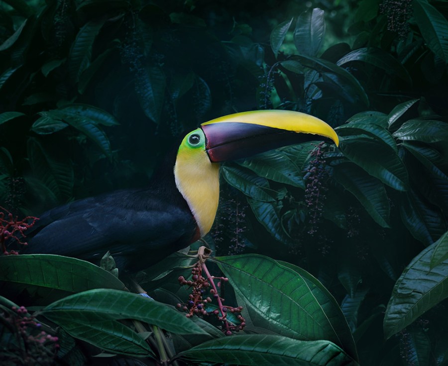 toucan in costa rica rainforest photography holiday
