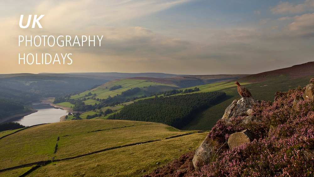 uk photography holidays graphic feature uk landscape and red grouse