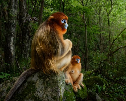 The Golden Couple’, overall winner in the Wildlife Photographer of the Year competition in 2018 Nikon D810, AF-S 24-70mm f/2.8 lens, 1/320sec at f/8, ISO 1600