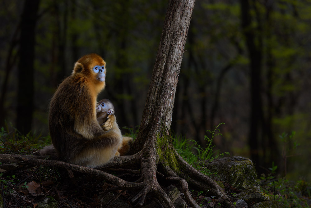 Golden snub-nosed monkey with baby Nikon D810, AF-S VR 70-200mm f/2.8 lens, 1/250sec at f/5.6, ISO 160