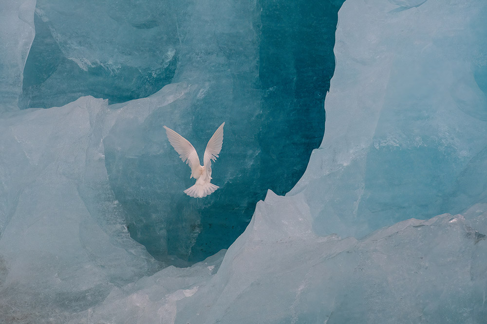 first place wildlife winner apoy 2022 gill evans white bird flies into ice