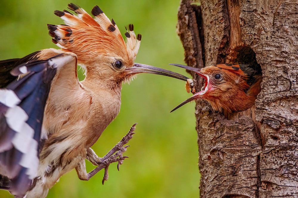 hoopoe at the moment it arrives to feed its young apoy 2022 winning wildlife