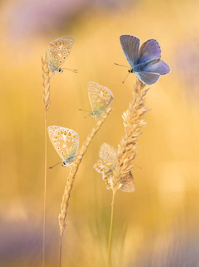 butterflies on long grass wildlife