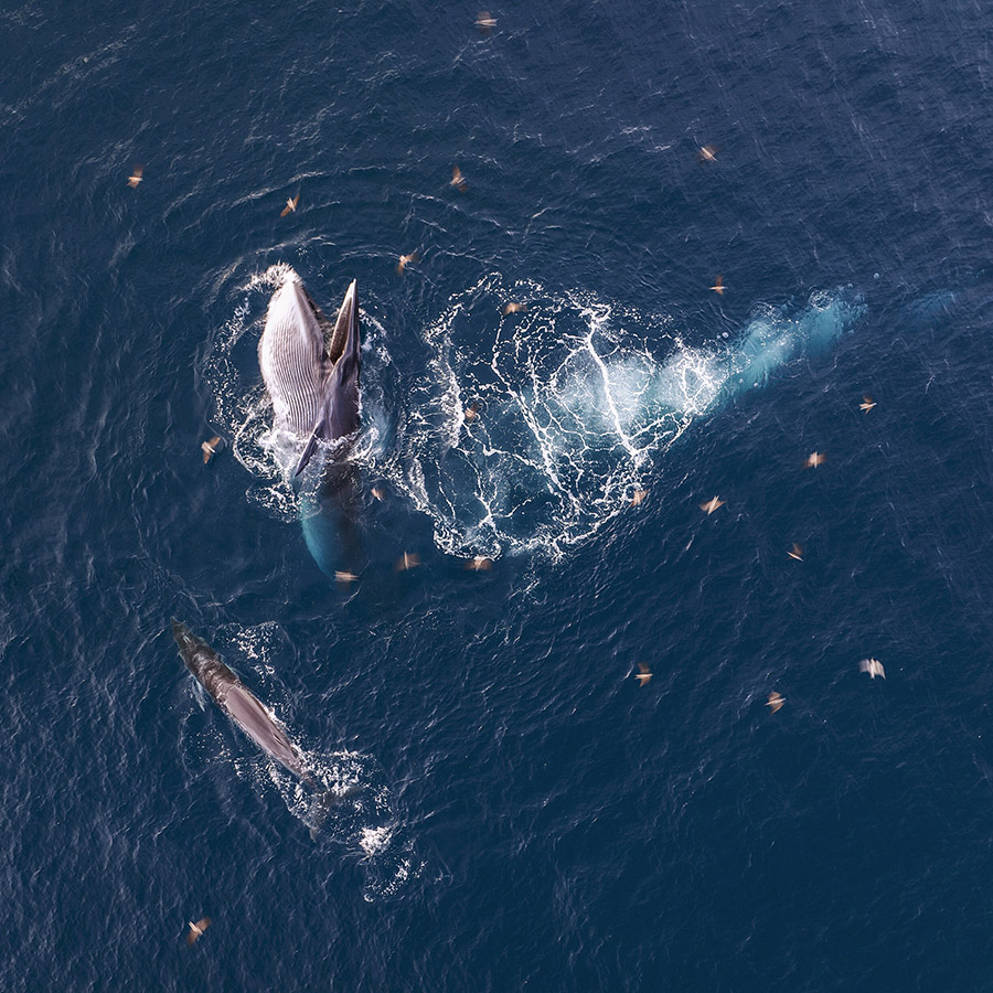 female Bryde’s whale and her calf are seen here hunting for their next meal.