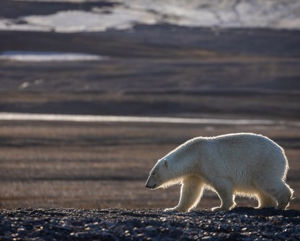 polar bear wandering the land in Svalbard