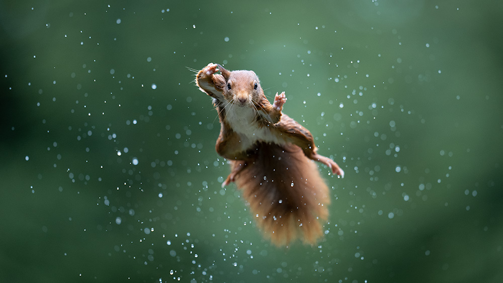 The Comedy Wildlife Photography Awards 2022 finalists
