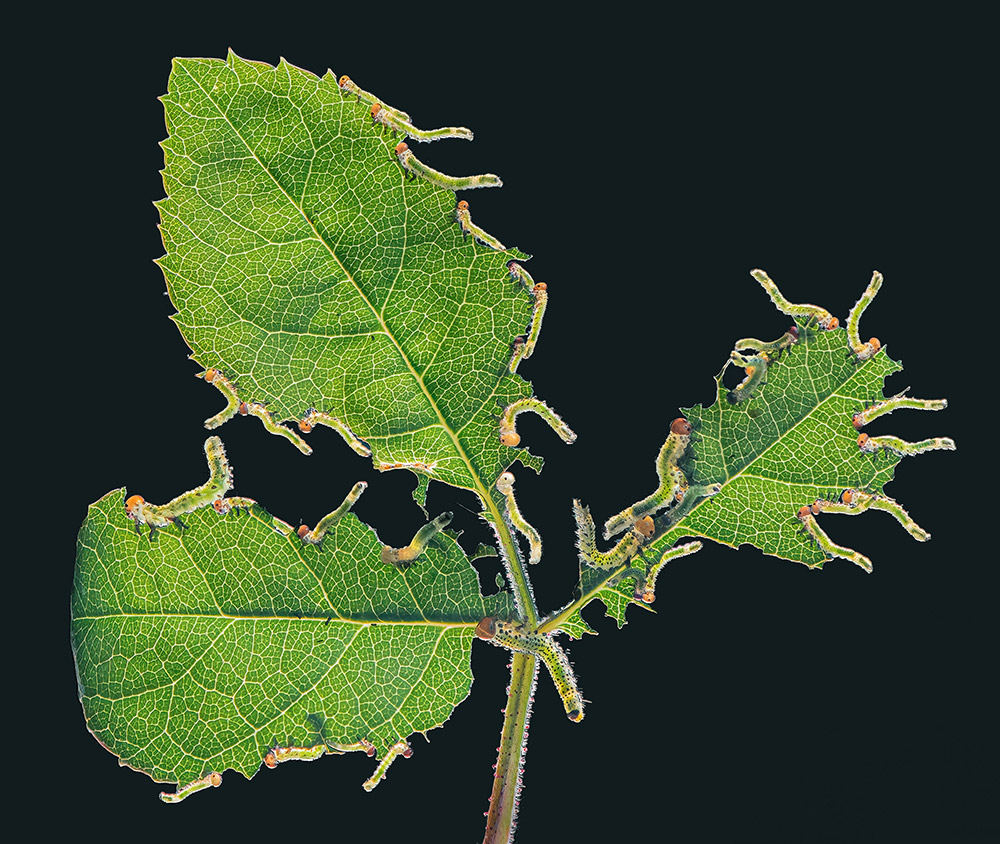 Sawfly larvae eating a rose leaf wildlife