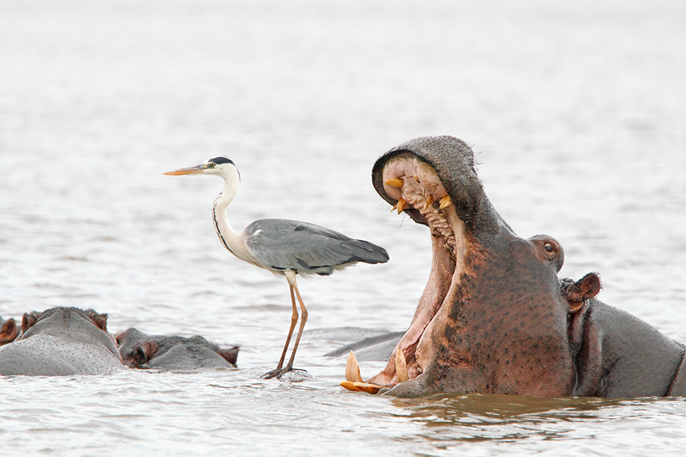 The Comedy Wildlife Photography Awards 2022 finalists
