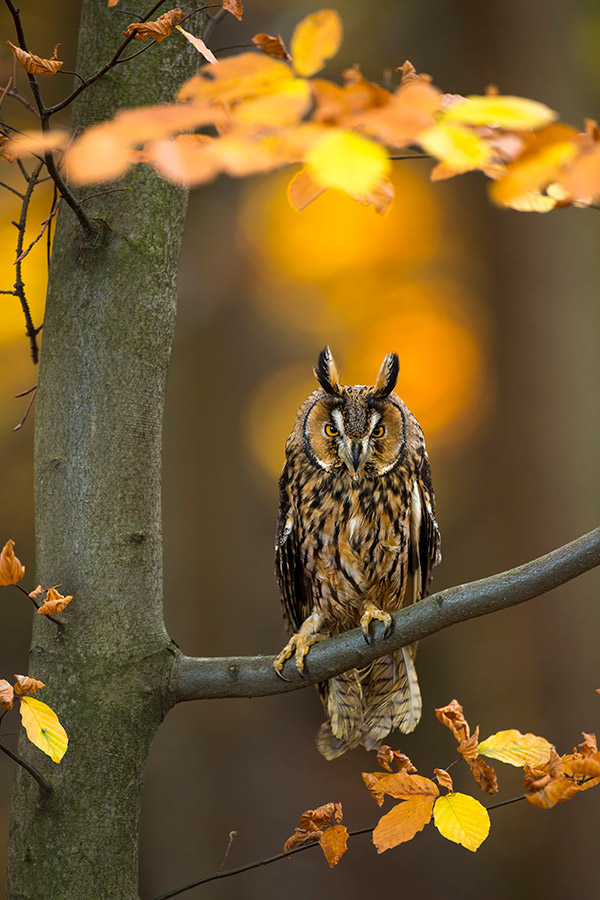 autumn photography long eared owl