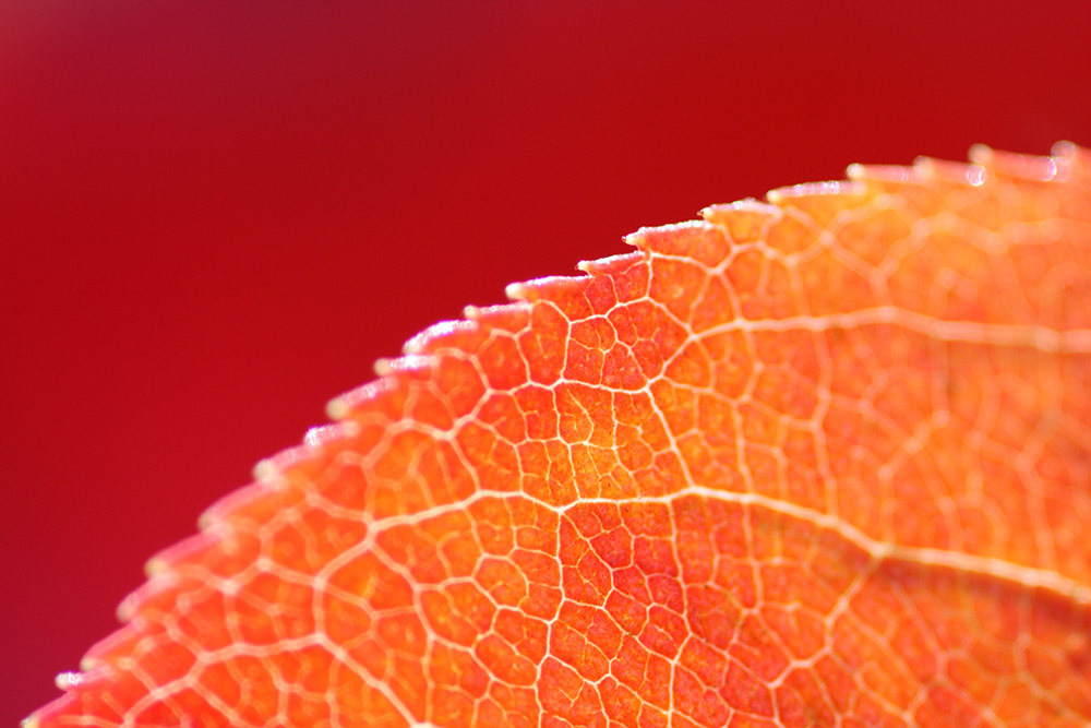 close up of orange leaf