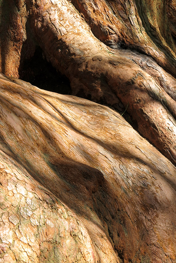 close up of wood trunk autumn photography