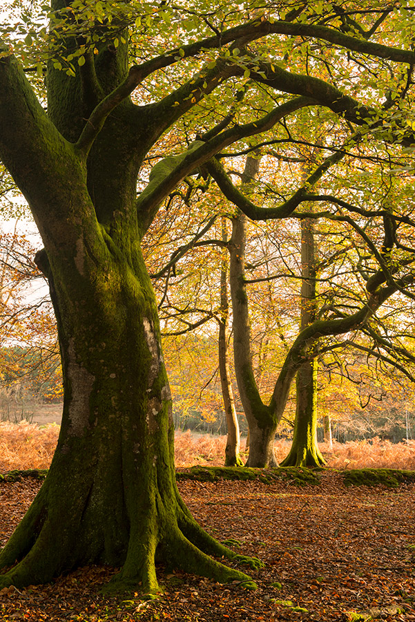 autumn photography tree trunks and autumn colour