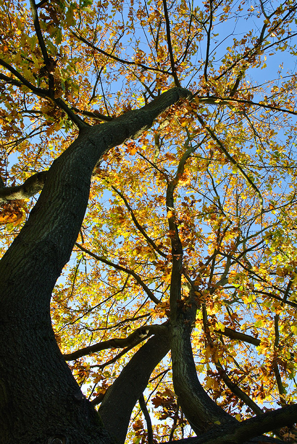 looking up at autumn tree