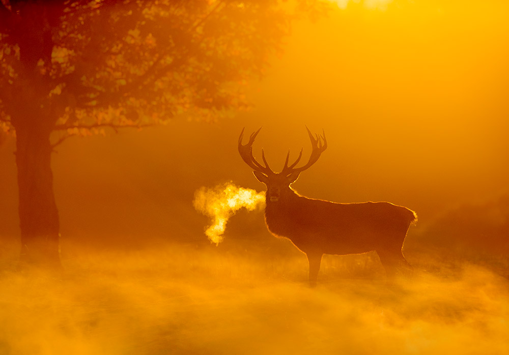 stag in foggy golden light