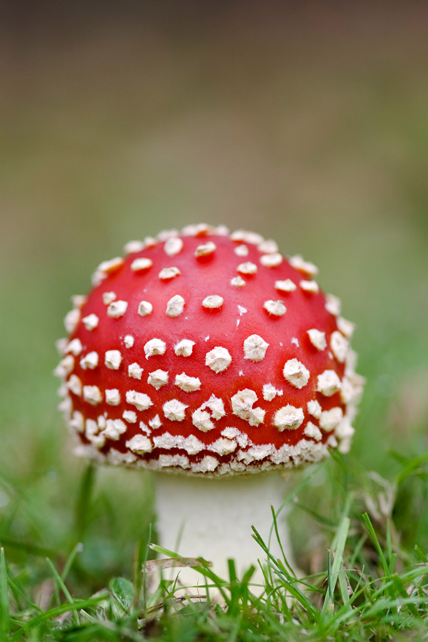 red fungi in portrait orientation