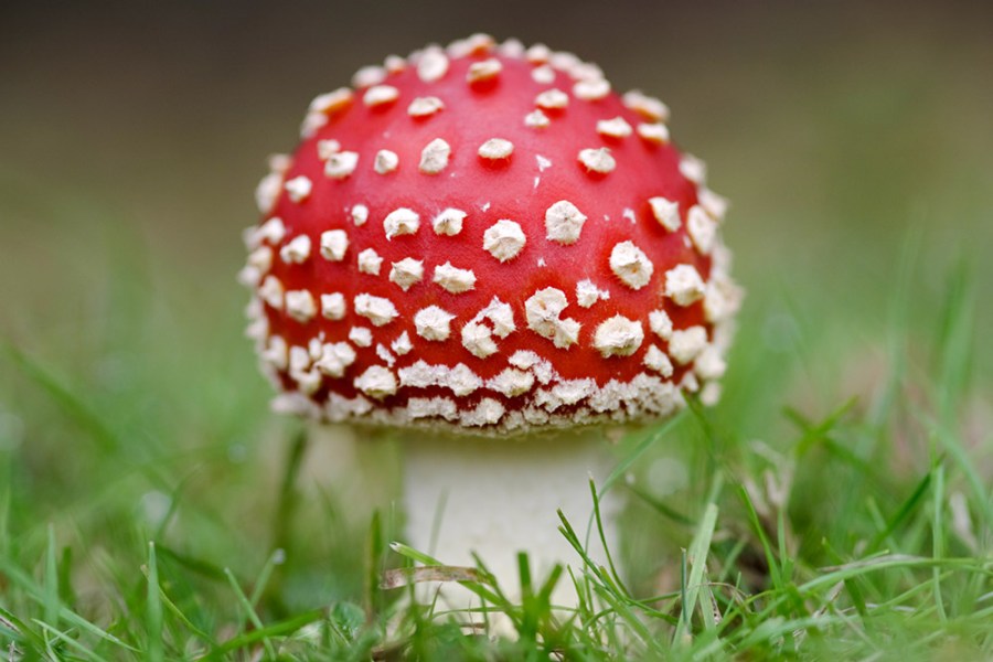 red fungi in landscape orientation
