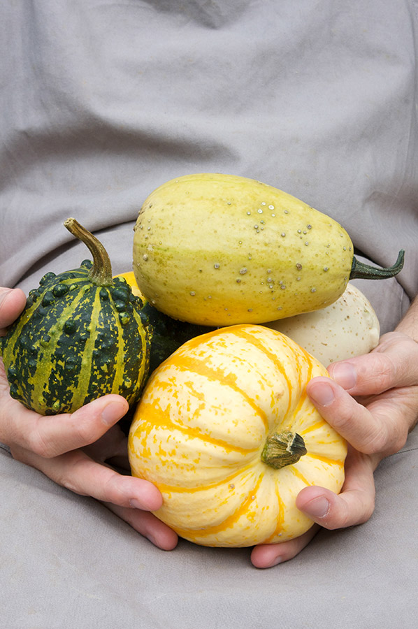 autumn photography ornamental gourds