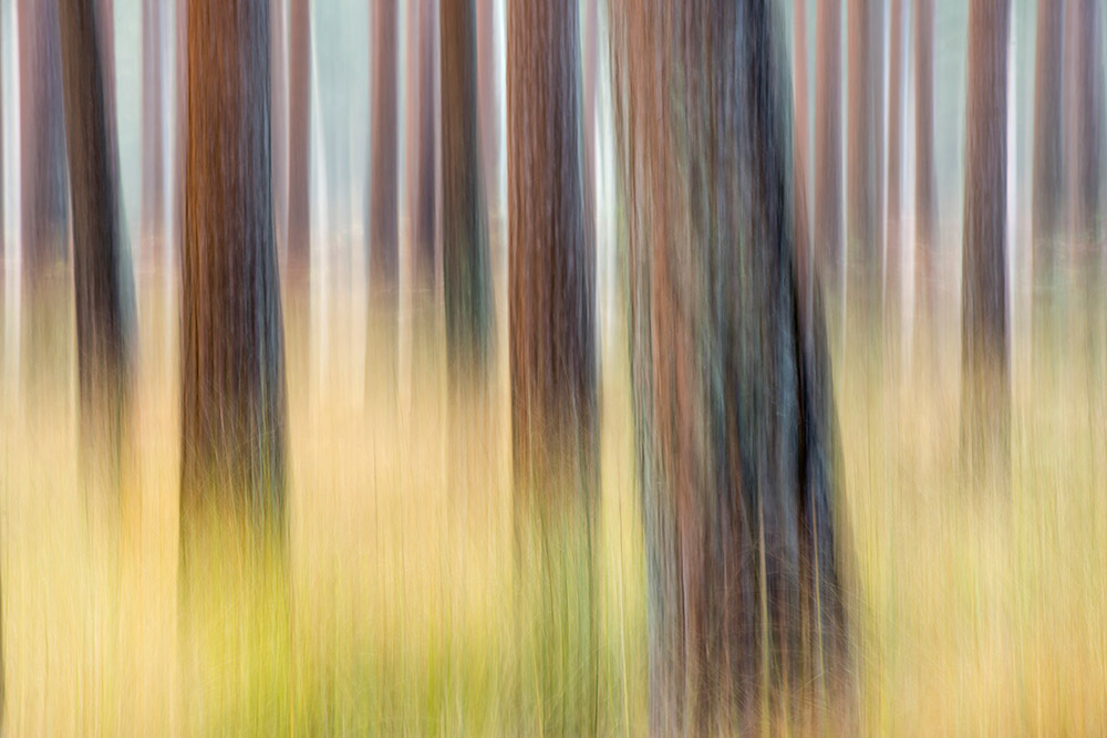 intentional movement photograph of trees autumn photography