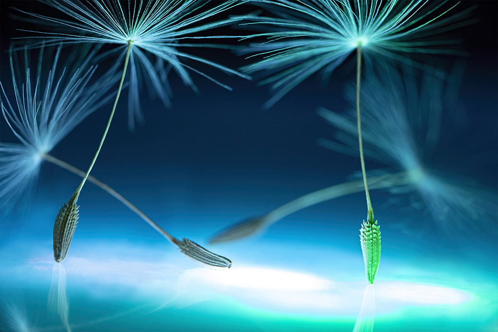 dandelion seeds against blue and green background lights world mental health day