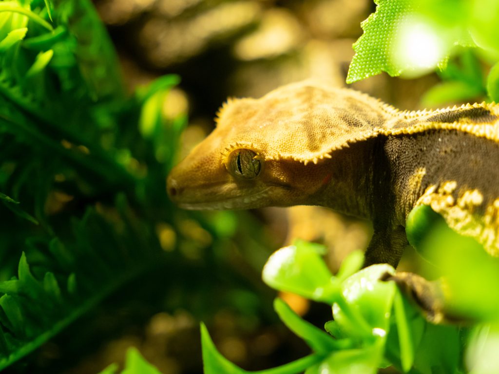 Baby Gecko, taken with the 12-45mm F4 PRO lens, 1/20s, f/4, ISO1600, 45mm, Raw to JPEG with ACR adjusted levels, Photo: Joshua Waller
