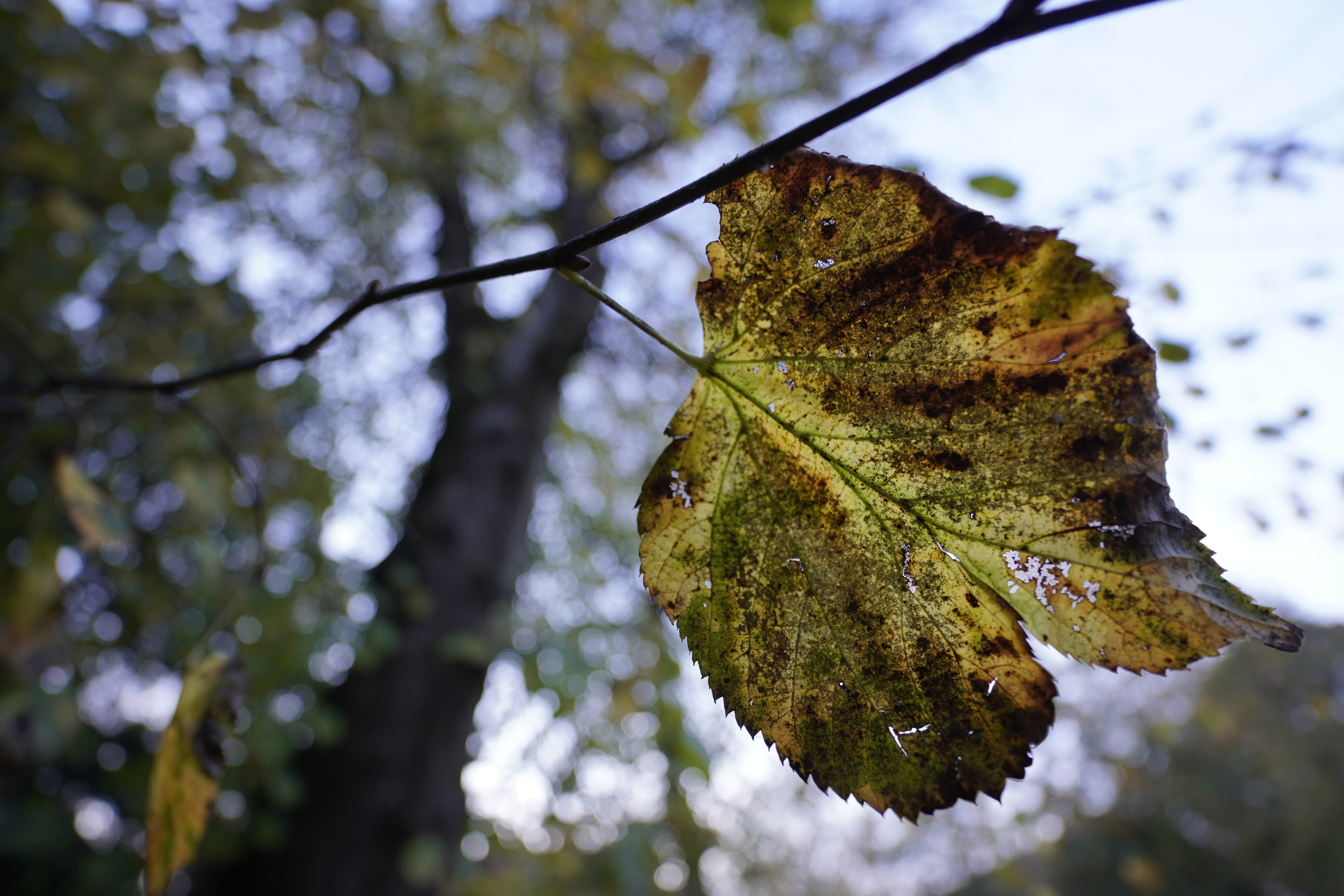 Close focus leaf, 1/50s, f/1.8, ISO100, 11mm, 16.5mm equivalent, photo: Amy Davies