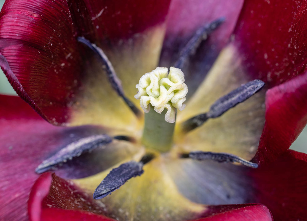 close-up look at the inside of a red flower manual focus